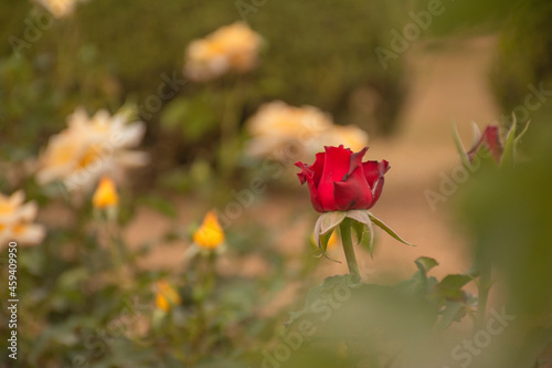 red rose flower on orange blurred background and flowers yellow © GiMuzzo