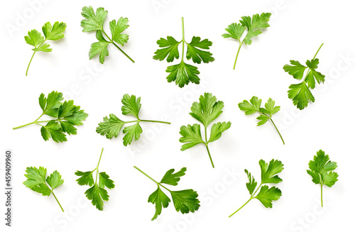 fresh flat parsley isolated on white background, top view