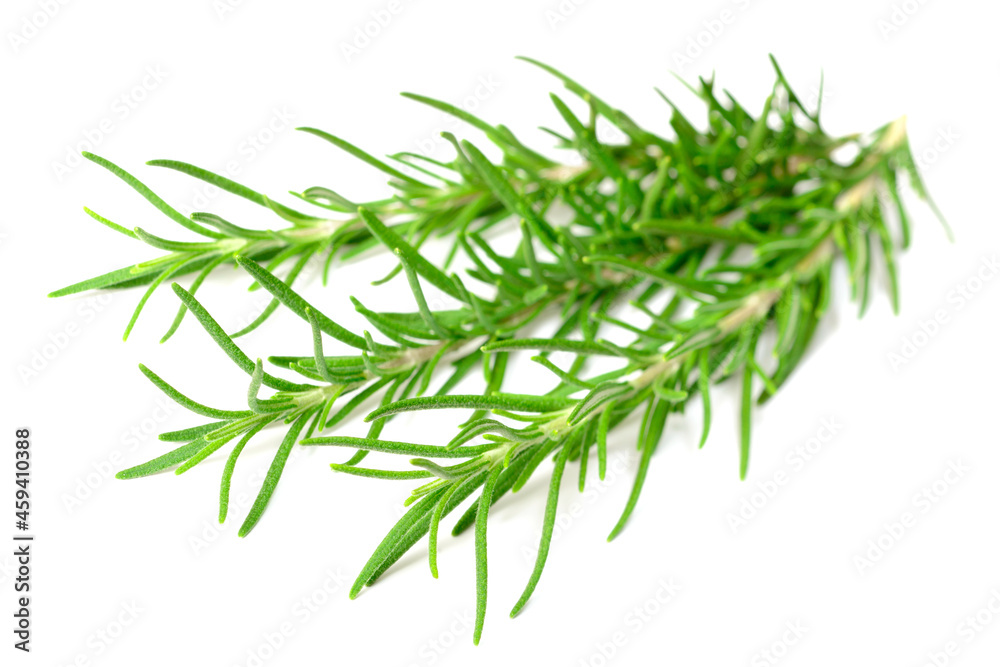fresh rosemary isolated on white background fresh rosemary isolated on white background