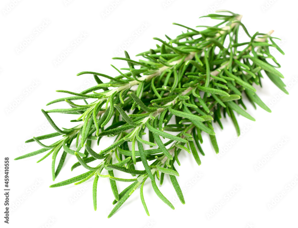 fresh rosemary isolated on white background fresh rosemary isolated on white background