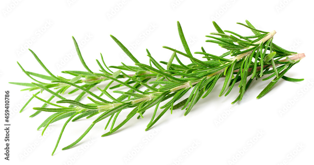 fresh rosemary isolated on white background fresh rosemary isolated on white background