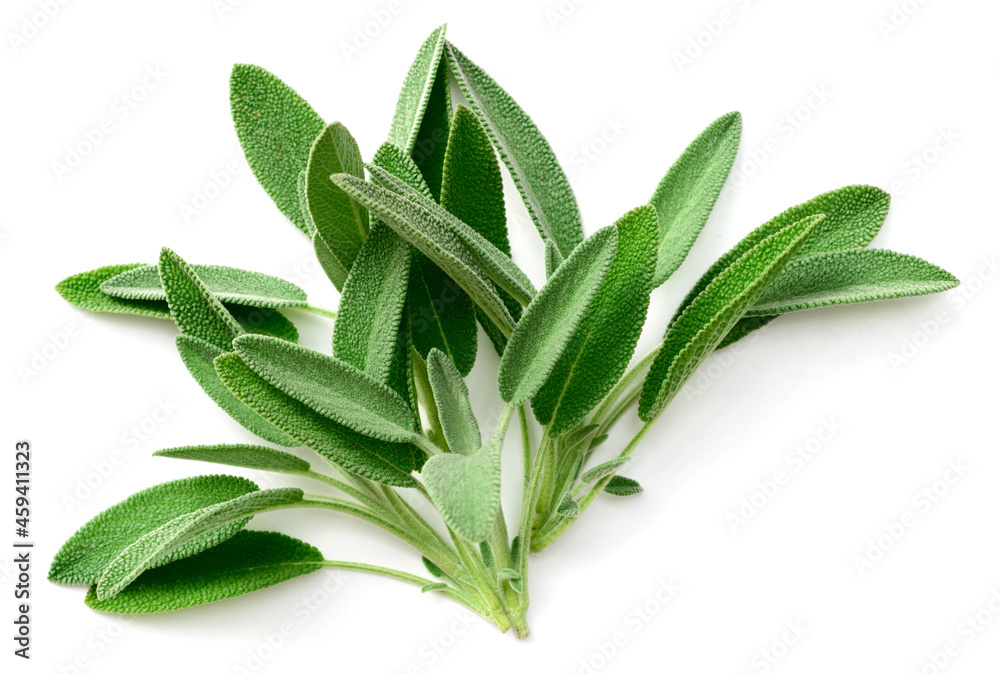 fresh sage herb isolated on white background fresh sage herb isolated on white background