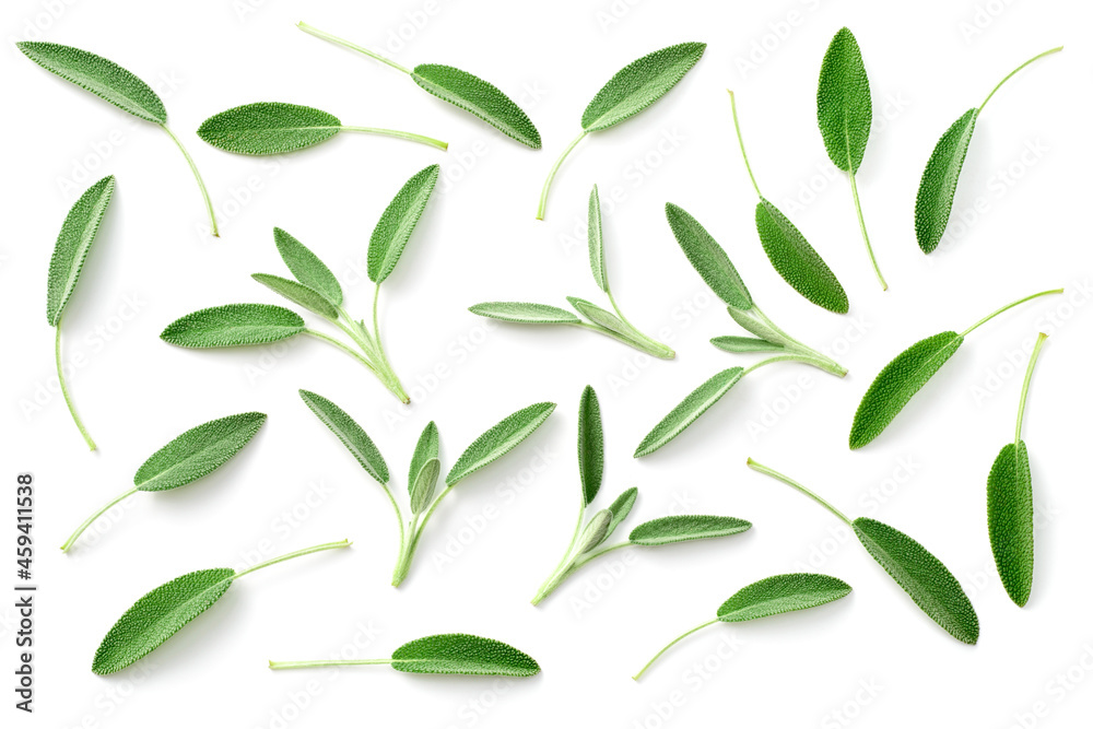 Naklejka premium fresh sage herb isolated on white background, top view
