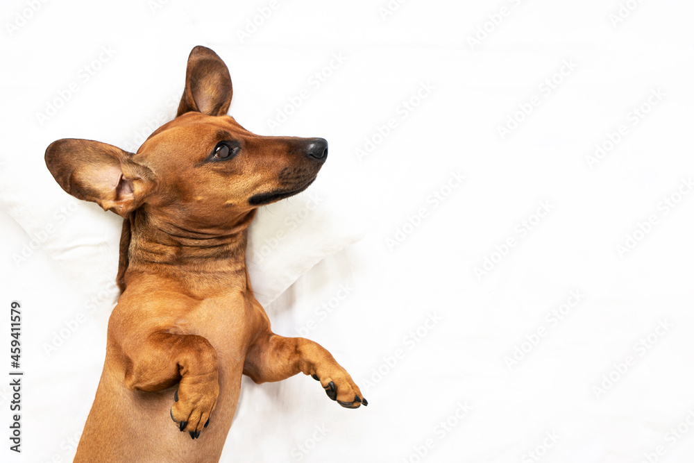 Funny dachshund dog lies on his back on a white background. Top view, place for text.