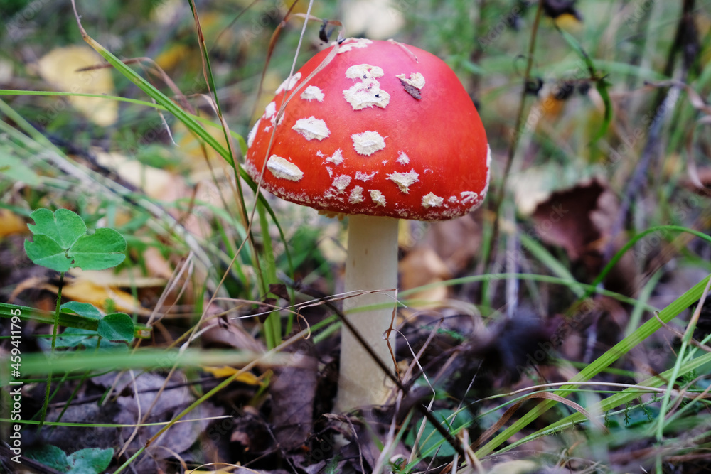 Poisonous mushroom red fly agaric close up