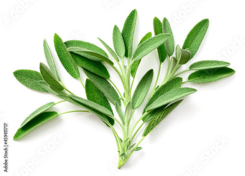 fresh sage herb isolated on white background, top view