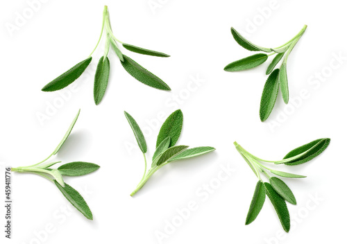 fresh sage herb isolated on white background, top view