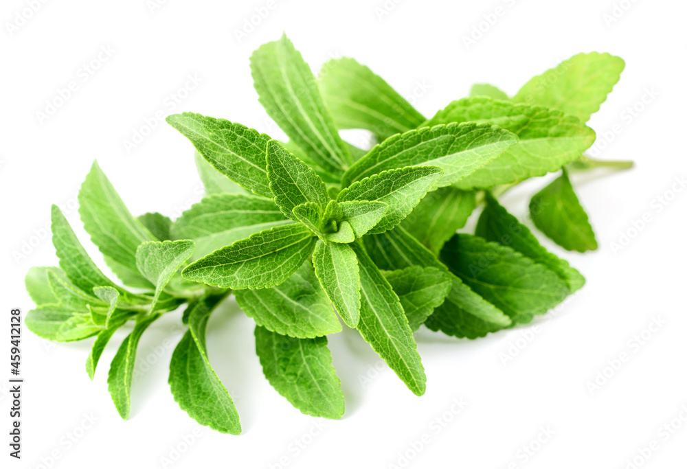 fresh stevia isolated on white background fresh stevia isolated on white background