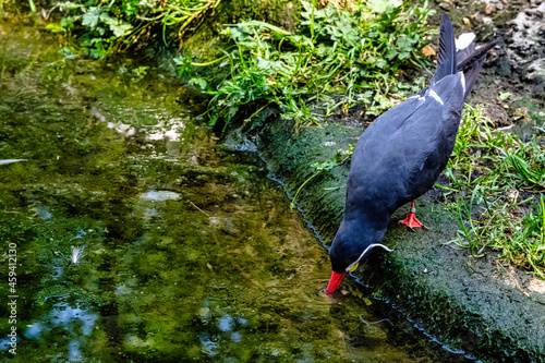 Inca tern (Larosterna inca) with uniquely plumaged