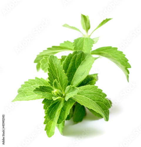 fresh stevia isolated on white background photo