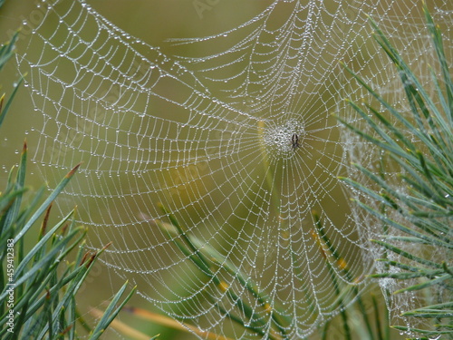 spider in a spider web with dew drops