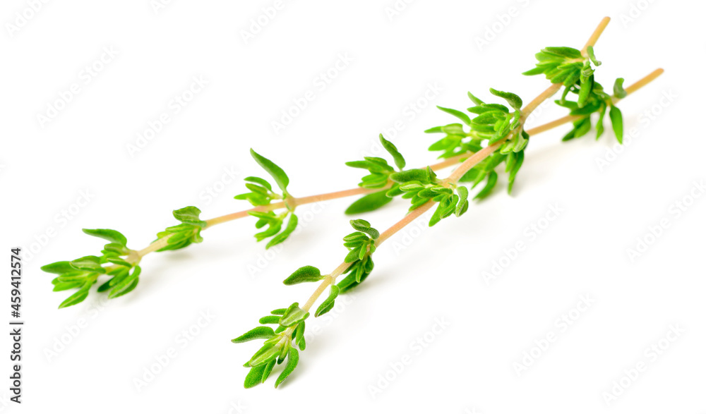 fresh thyme isolated on white background fresh thyme isolated on white background