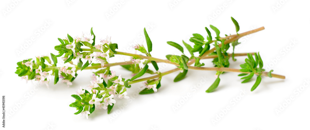 fresh thyme flowers isolated on white background - obrazy, fototapety, plakaty 