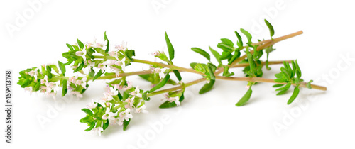 Obraz na plátně fresh thyme flowers isolated on white background