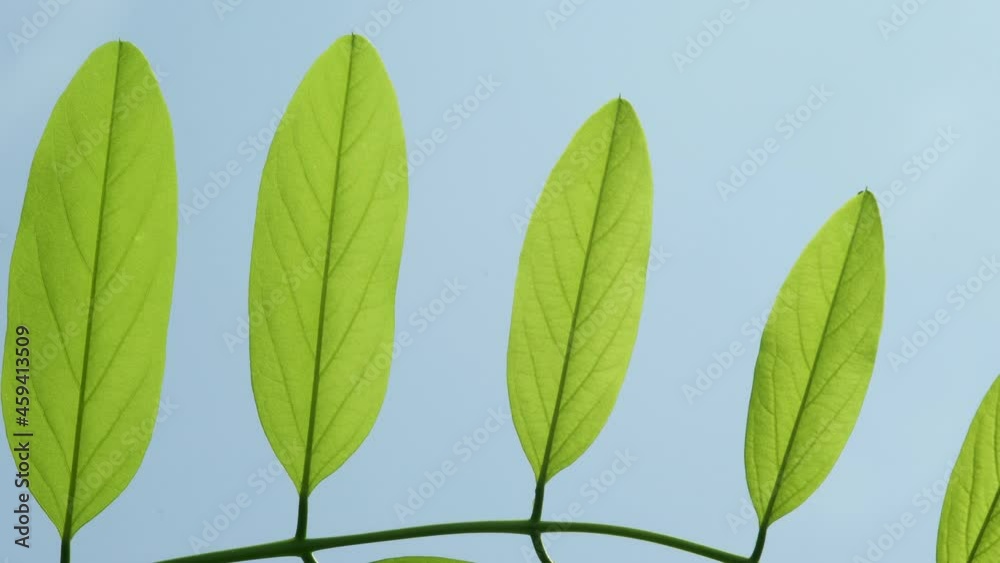 Leaves in the background of the sky, Sunlit leaves, Leaves dancing in the wind, Photosynthetic leaf. Leaves in the background of the sky, Sunlit leaves, Leaves dancing in the wind, Photosynthetic leaf.