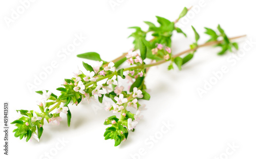 fresh thyme flowers isolated on white background