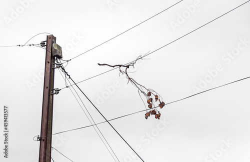 Broken branch of a Jacaranda tree tangled in electrical cables after a storm