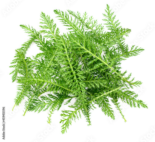 fresh yarrow leaves isolated on white background  top view