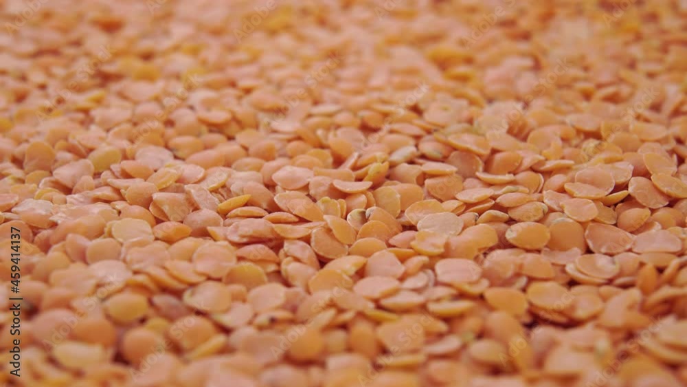 Heap of orange dry uncooked lentils. Macro. Dolly shot. Raw Indian legumes Heap of orange dry uncooked lentils. Macro. Dolly shot. Raw Indian legumes