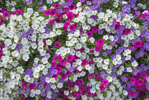 balcony decoration with blooming petunias  white pink and purple blossoms. floral background