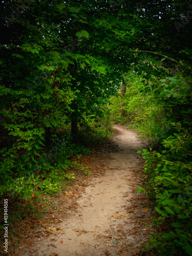 Dirt footpath through the curving forest passage