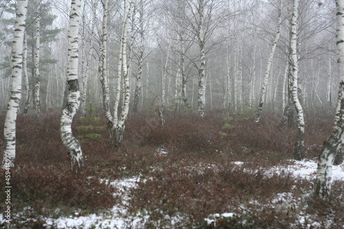Moody birch forest in winter