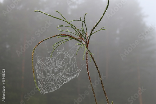 Autumn spiderweb