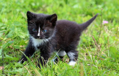 Kitten outside