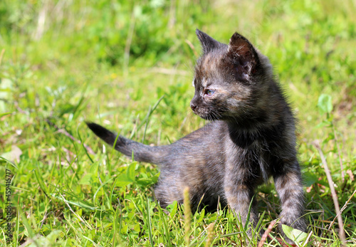 Kitten on a grass