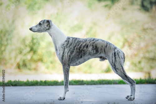 Canvas-taulu English sighthound whippet dog portrait
