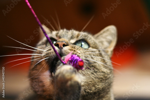 Tabby cat playing close up