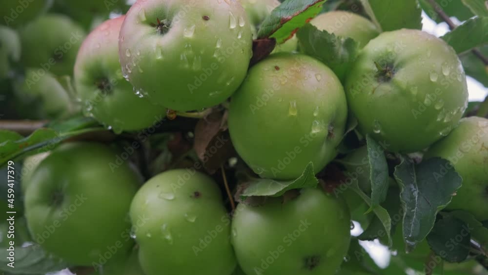Apple tree with green apples close-up in sunlight after rain drops in the wind. Green apples grow on a branch.