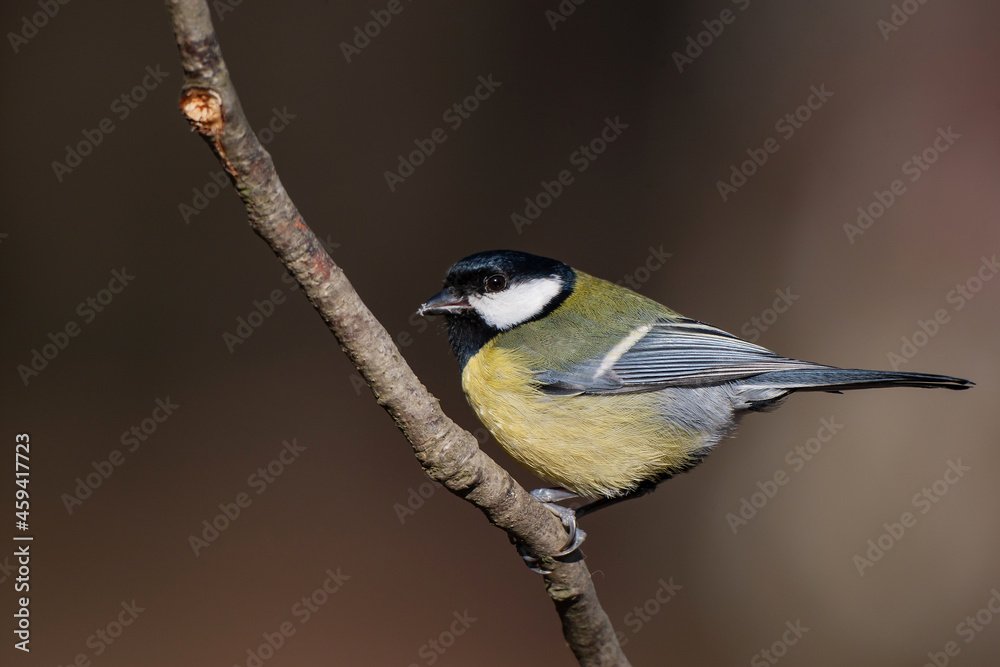 Obraz premium Great Tit (Parus major) perched on a tree branch