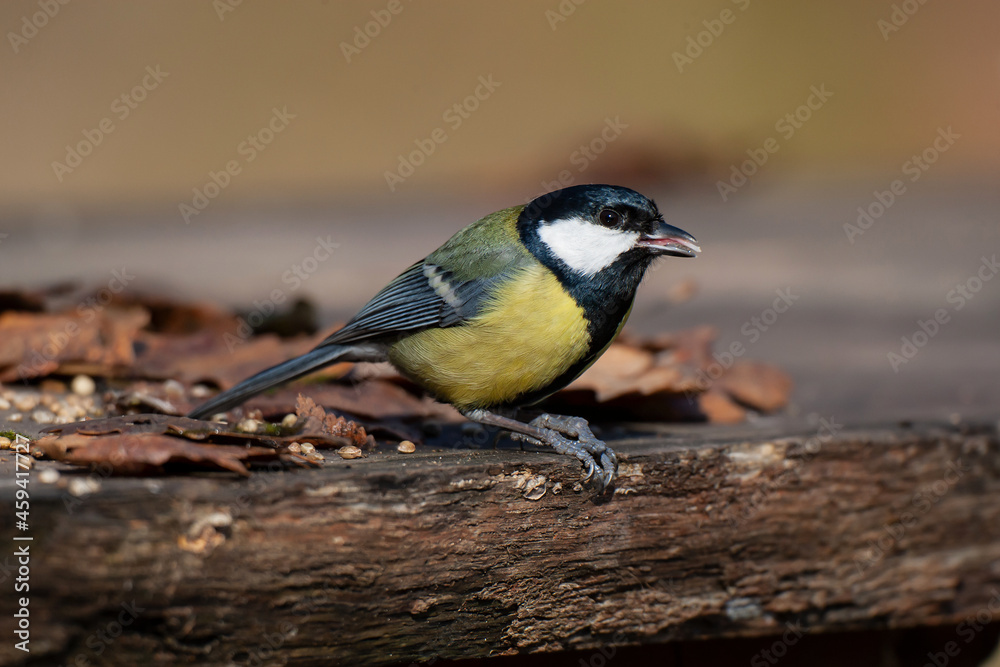 Naklejka premium Feeding on the wooden table Great Tit (Parus major)