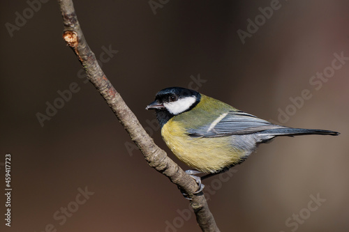 Great Tit (Parus major) perched on a tree branch