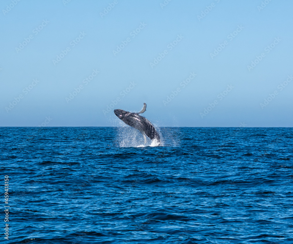 Fototapeta premium Humpback Whale Breaching