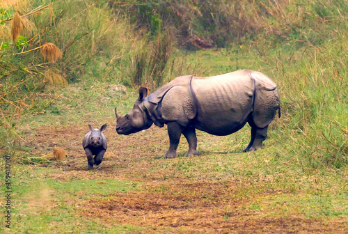 Greater One-horned Rhinoceros, Indian Rhinoceros, Asian Rhino, Rhinoceros unicornis, Wetlands, .Royal Bardia National Park, Bardiya National Park, Nepal photo