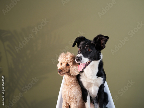 two dogs together. Border collie and poodle indoors