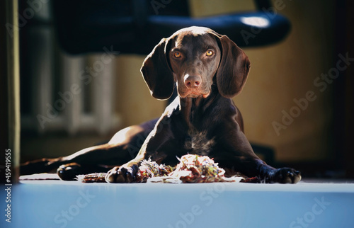 Cute brown dog lying on floor at home photo