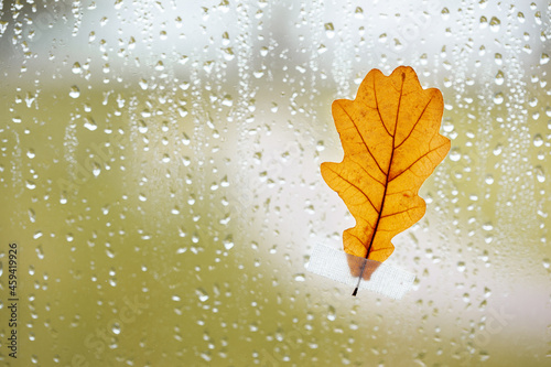 Orange oak leaf on window glass with rain drops in the autumn rainy day, season is fall.