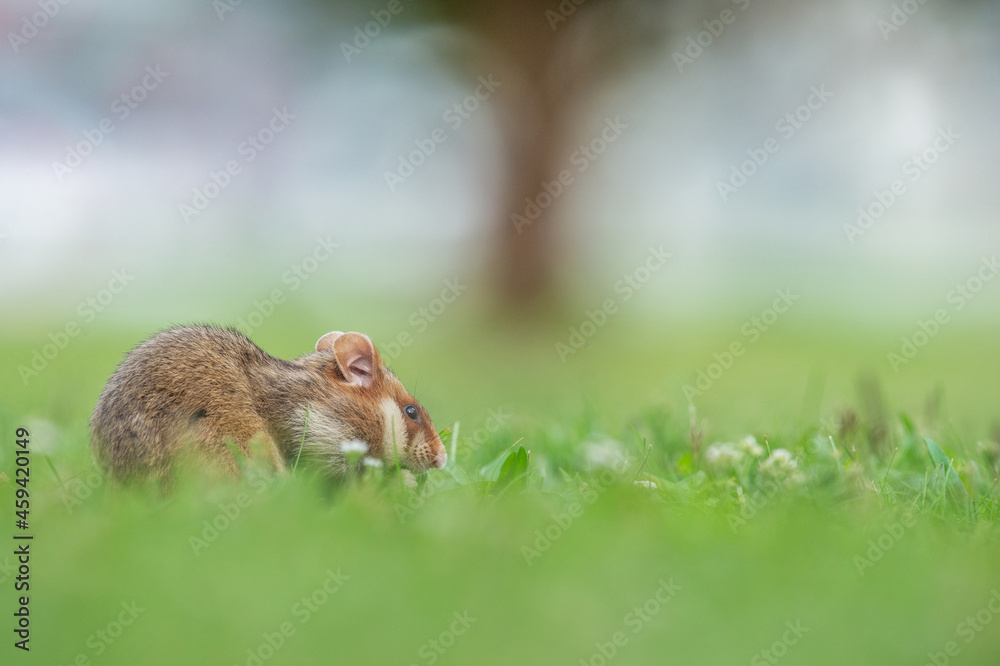 Fototapeta premium Hamster beim Fressen