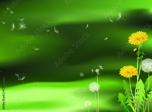 Blooming yellow dandelions and their white fluffy balls with seeds in a green meadow and dandelions seeds scattering in the wind. Vector illustration. 