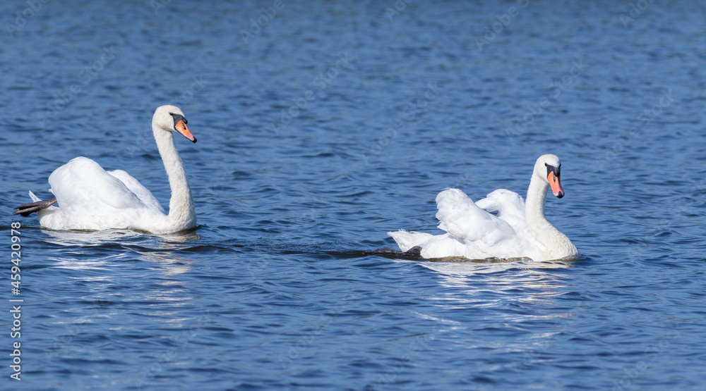 Mute swan, Cygnus olor. The family floats on the morning river Mute swan, Cygnus olor. The family floats on the morning river