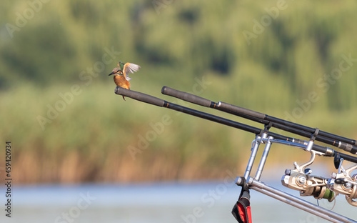 Common kingfisher, Alcedo atthis. A young bird is fishing, sitting on fishing rods. Periodically dives for the catch and comes back