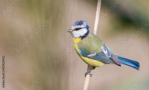 Eurasian blue tit, Cyanistes caeruleus. The bird sits on a cane stalk by the river