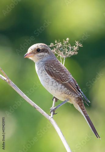 Red-backed shrike, Lanius collurio. A young bird sits in a meadow on a stem of a dry plant