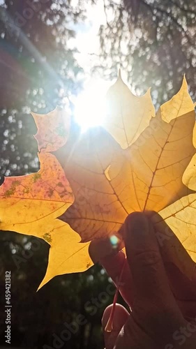 A video in which a man's hand holds yellow leaves, blocking the sun's rays in thq forest photo