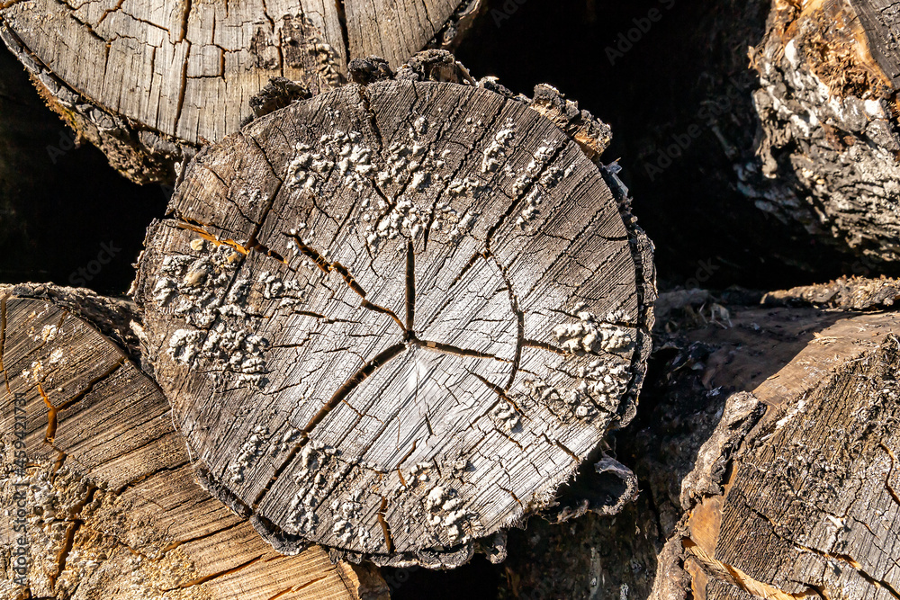 texture of an old tree cut texture of an old tree cut