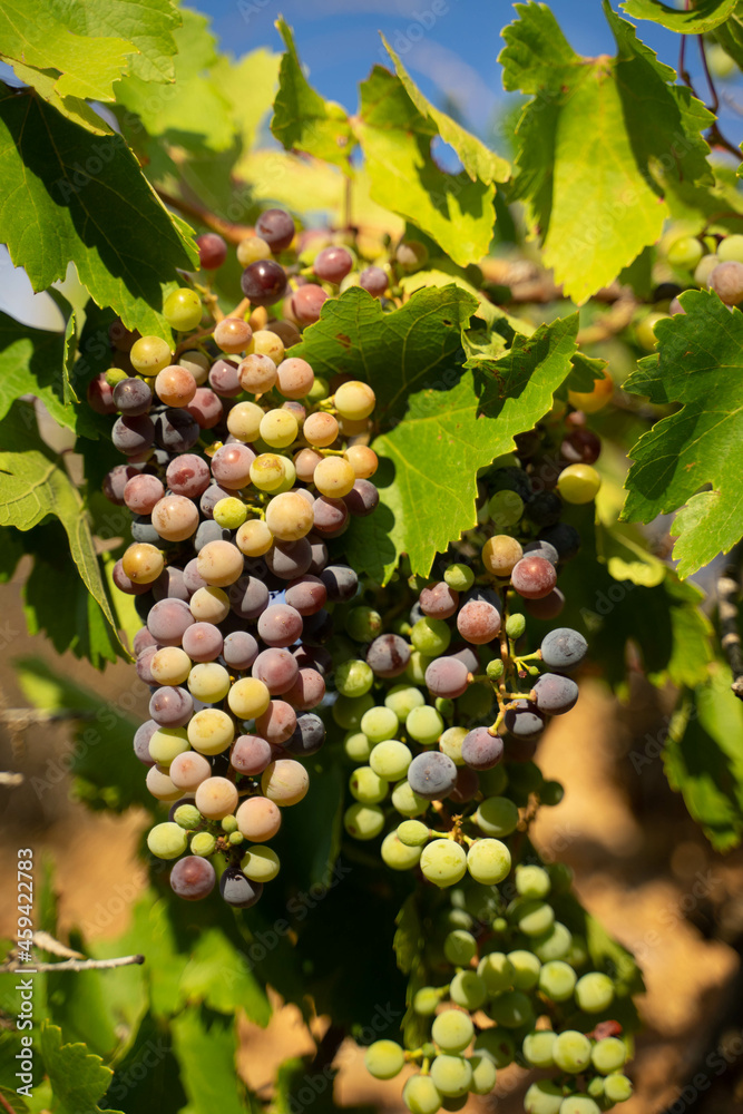 a hand collecting grapes in a vineyard during a summer day a hand collecting grapes in a vineyard during a summer day