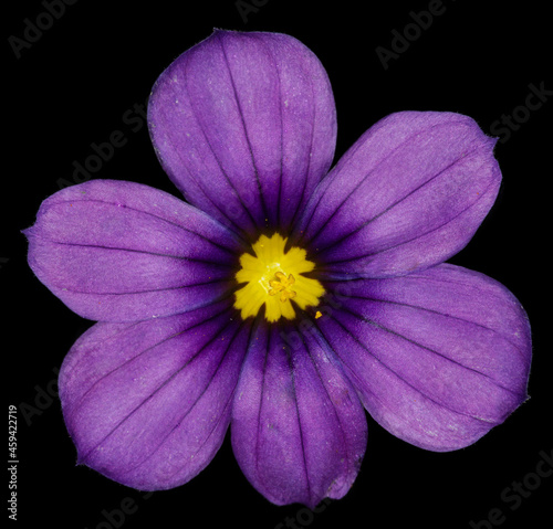 purple flower in macro close up photo